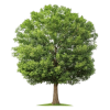 arge-tree-green-leaves-stands-600nw-2477038853-removebg-preview